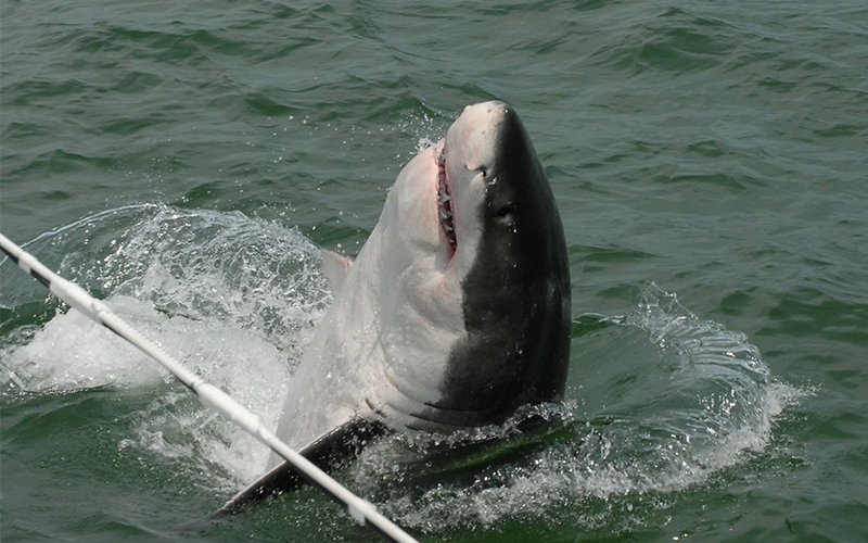 SharKCam1